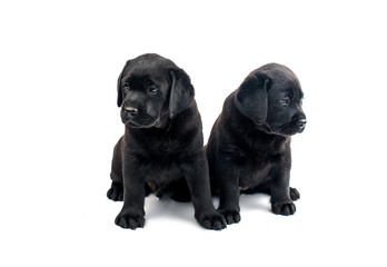Puppy Black Labrador