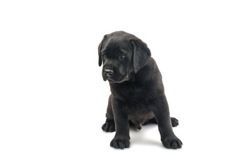 Puppy Black Labrador