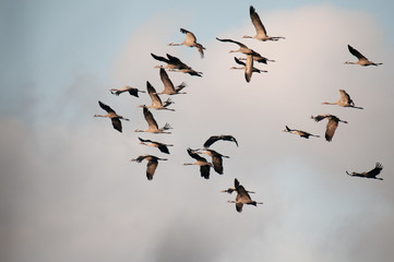 Autumn, a flock of cranes ( Grus grus) in flight.Horizontal.