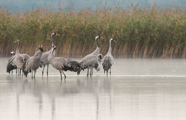 A group of cranes (Grus Grus) standing in the lake water