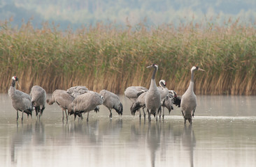 A group of cranes (Grus Grus) standing in the lake water