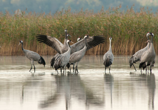 A group of cranes (Grus Grus) in the morning standing in the lake