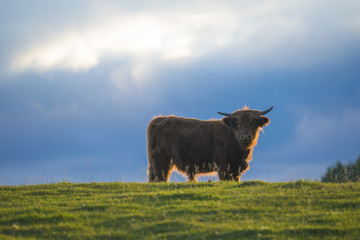 Bull on a hilltop