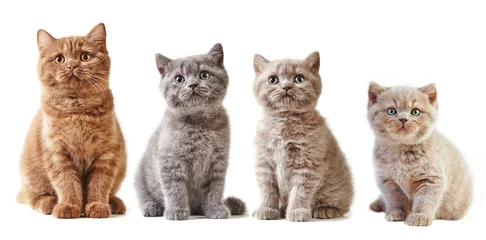 various british kittens