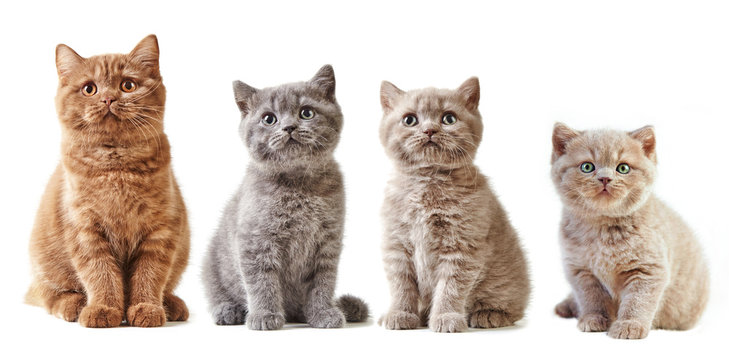 Fototapeta various british kittens