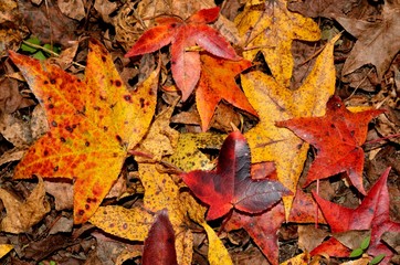 Colorful festive vibrant fall leaves