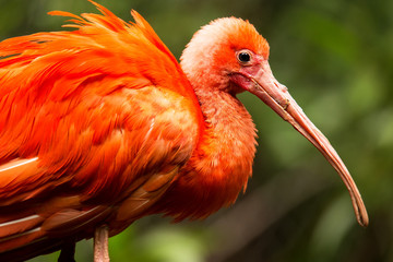 Portrait of Scarlet Ibis