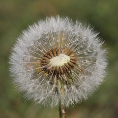 Dandelion (Taraxacum officinale) - seed head.