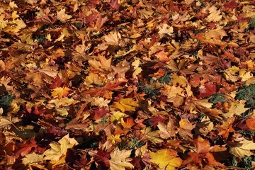 Autumn - fallen leaves on the grass.