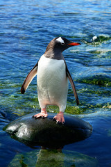 Pingwin na Antarktydzie