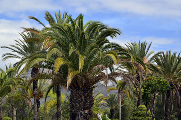 Tropical trees growing in the park in Tenerife,Canary islands.