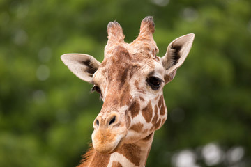 Portrait of Giraffe