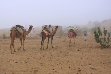 Local guide with camels walking in early morning fog through sma