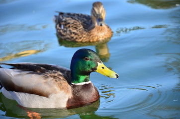 Mallard Ducks (Anas platyrhynchos) relaxing in pond