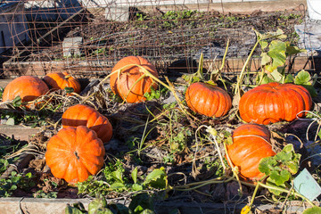 Obraz premium Pumpkins growing in a garden