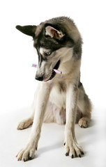 Beautiful huskies dog with toothbrush on gray background