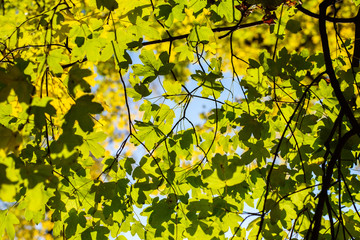 Green Leaves on Tree in Fall