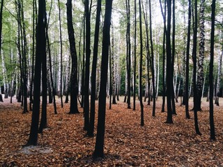 a forest with black and white trees 