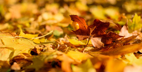 Yellow and Orange Fallen Leaves on the Ground