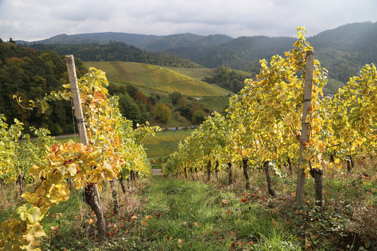 Weinberge in Baden-Baden im goldenen Herbst