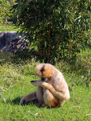 lar Gibbon monkey