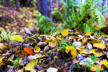 Aspen leaves