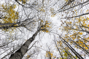 Low angle view of aspen trees with yellow leaves in autumn
