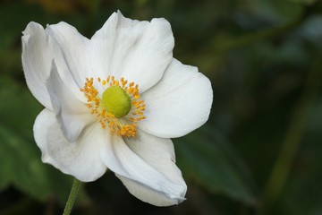 Anemone japonica
