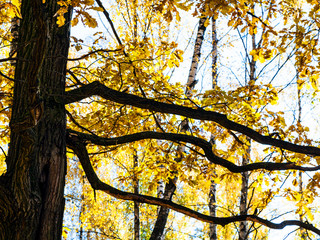 oak tree trunk and branch with yellow leaves