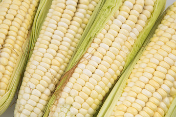 Mazorca con maíz tierno