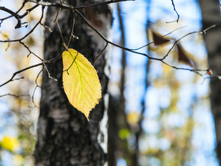 last yellow hazel leaf on tree in autumn