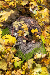 fallen yellow leaves on stump in autumn
