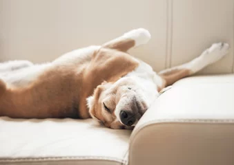 Cercles muraux Chien Beagle endormi sur canapé