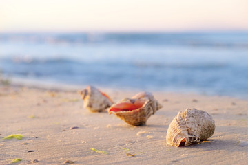 Obraz na płótnie Canvas Beautiful seashells on the beach on sunrise background