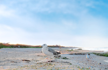 Seagull on sandy beach