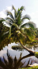 Obraz premium Palm tree reflection in water