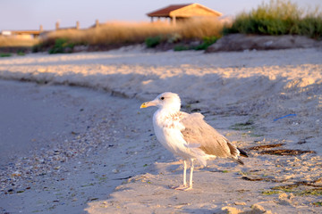 Seagull paces on sandy beach