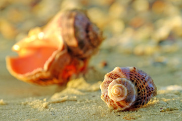 Beautiful seashells on the beach, close up