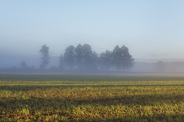 Fototapeta na wymiar Misty landscape with trees and meadow in Poland