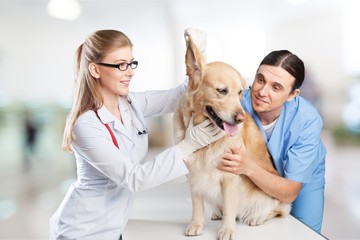 Veterinarian.