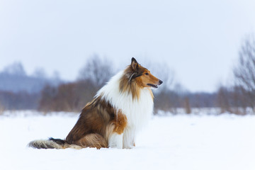 Rough Collie in winter forest