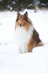Rough Collie in winter forest