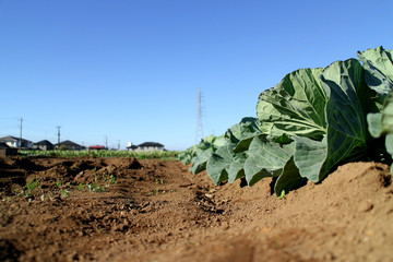 autumn cabbage field in the blue sky