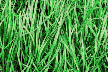 Fototapeta na wymiar текстура из травы