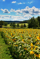 Fototapeta na wymiar Sunflower field on a sunny day with clouds