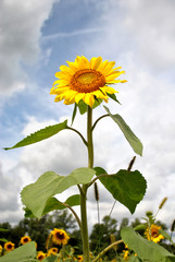 Sunflower on a Sunny Day