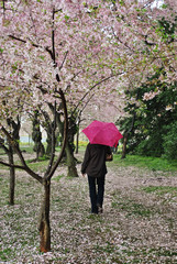 Cherry Blossoms Blooming in the Springtime during a rain storm in the Basin in Washington, DC, USA
