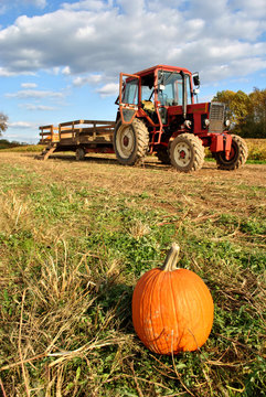 Tractor and Pumpkin in a Pumpkin Patch on a Crisp Autumn Day