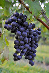 Red grapes on a vine in vineyard in Maryland, USA