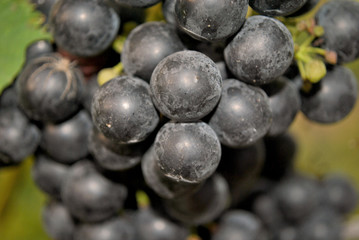 Closeup of red grapes on a vine in vineyard in Maryland, USA